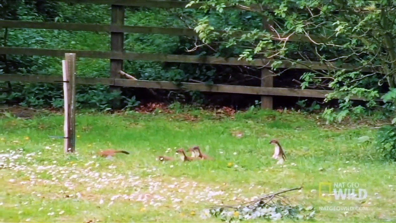 Горностай гипнотизирует кролика