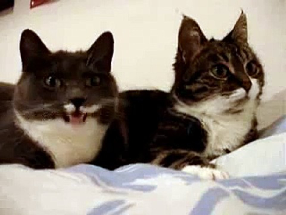 Кошачий разговор (удивительное видео)