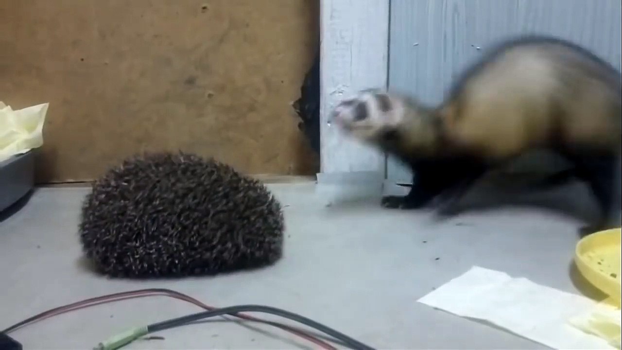 Любопытные хорьки и ежик