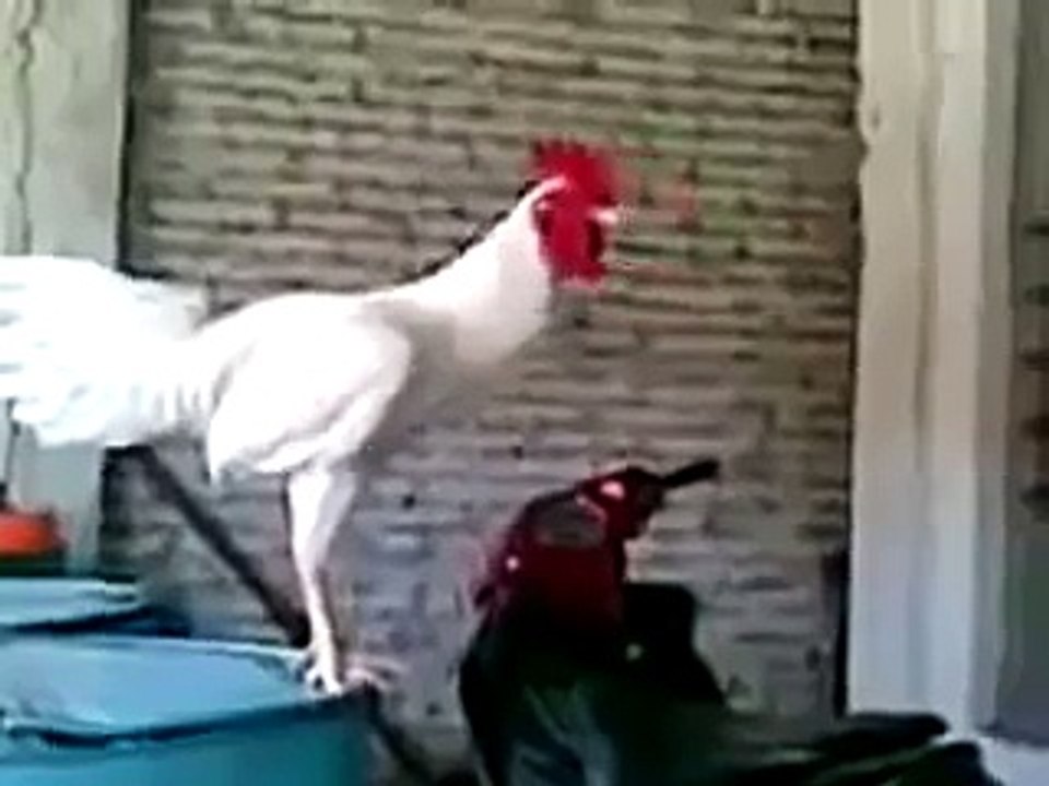 Laughing Rooster