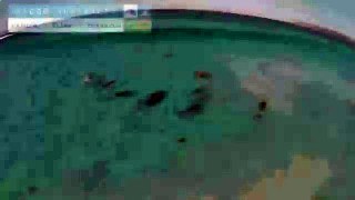 Серфинг дельфинов (surfing dolphins)