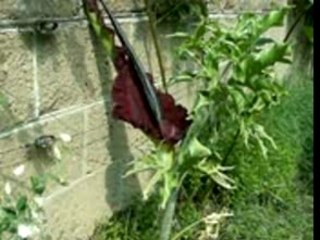 Dracunculus Vulgaris
