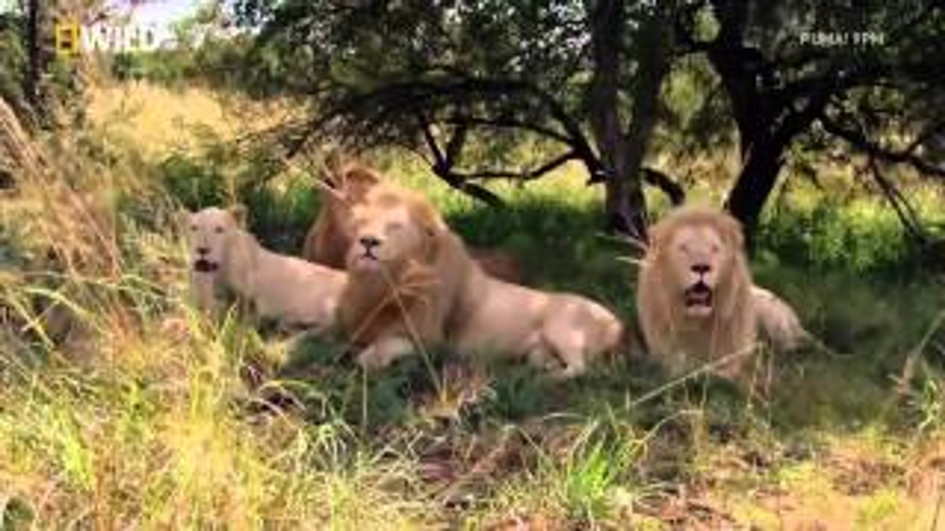 ⁣Animal World Documentary Animal Attack Planet  Animals Fighting 720p HD
