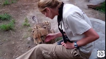 ВИДЕО ДНЯ САМЫЙ МИЛЫЙ ГЕПАРД на ЮТУБЕ)))  Ласковый ГЕПАРД  смешные животные 2015