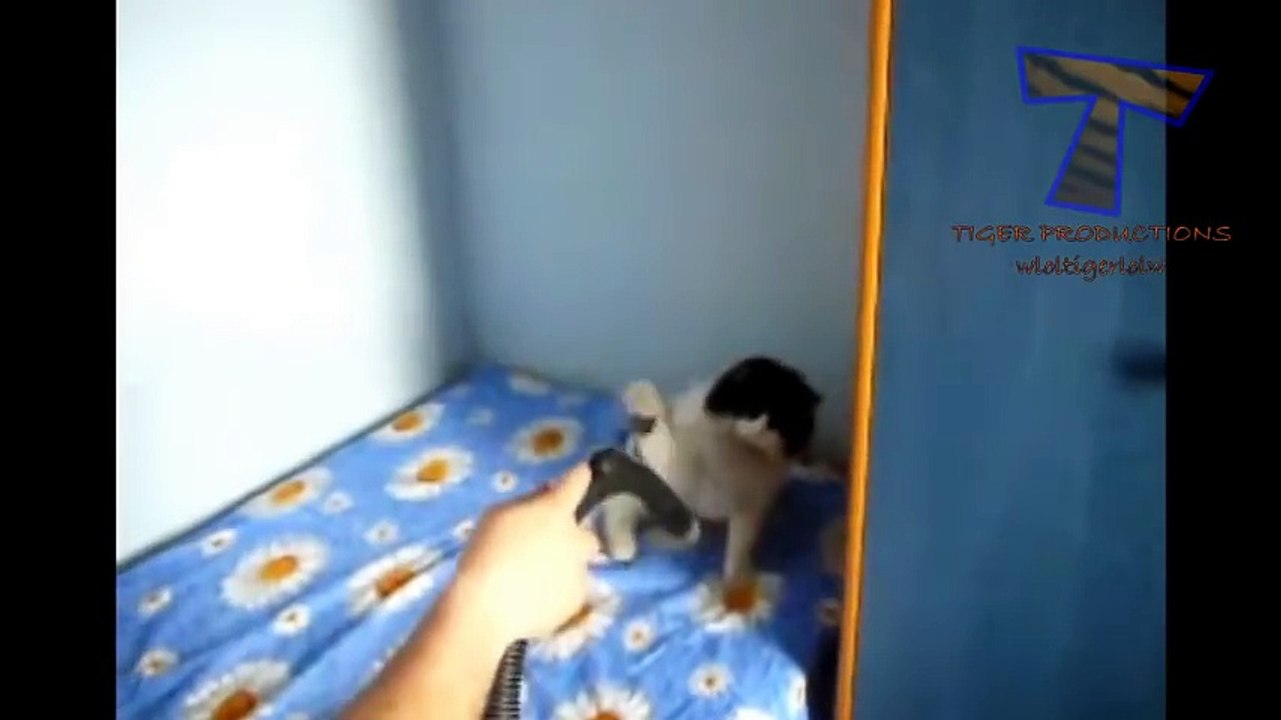Коты исполняют !!! Ржач полный