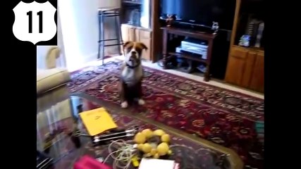 КОТЫ НЕ ЛЮБЯТ, когда хозяин ПЕРДИТ  ТОП 11