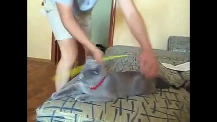 Лучшие приколы с котами. Приколы с котятами.