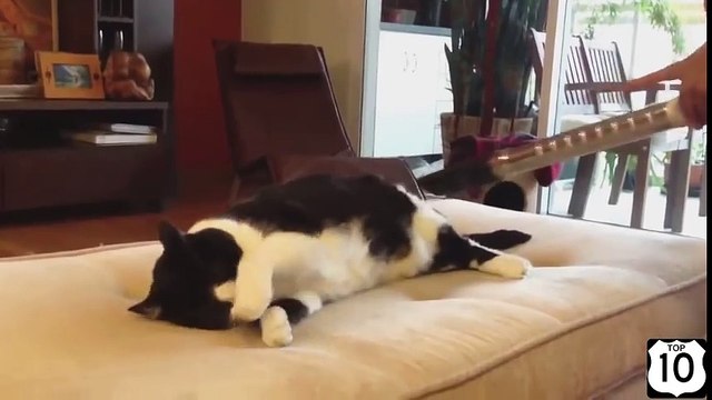 ТОП 10 КОТЫ любят ПЫЛЕСОС Смешные кошки и коты (2014)