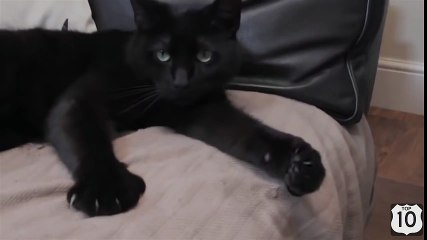 ТОП видео ДНЯ СМЕШНОЙ КОТИК показывает ПАЛЕЦ