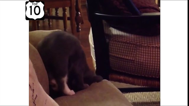 ТОП прикол СМЕШНОЙ КОТЁНОК УПАЛ с ДИВАНА