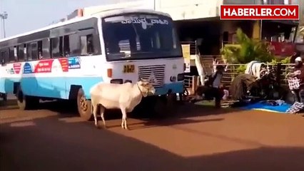 Anne İnek, Yavrusunu Ezen Otobüsü 4 Yıldır Takip Ediyor