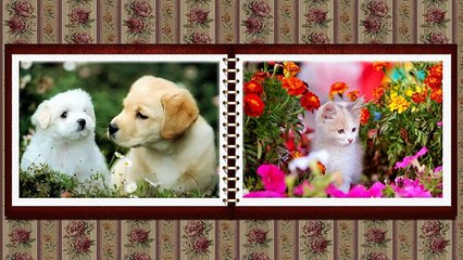 Photo Album-free Proshow Producer project