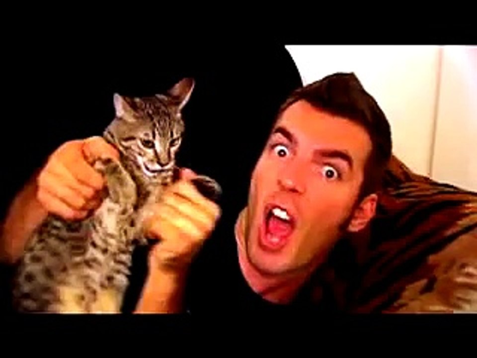The Mean Kitty Song