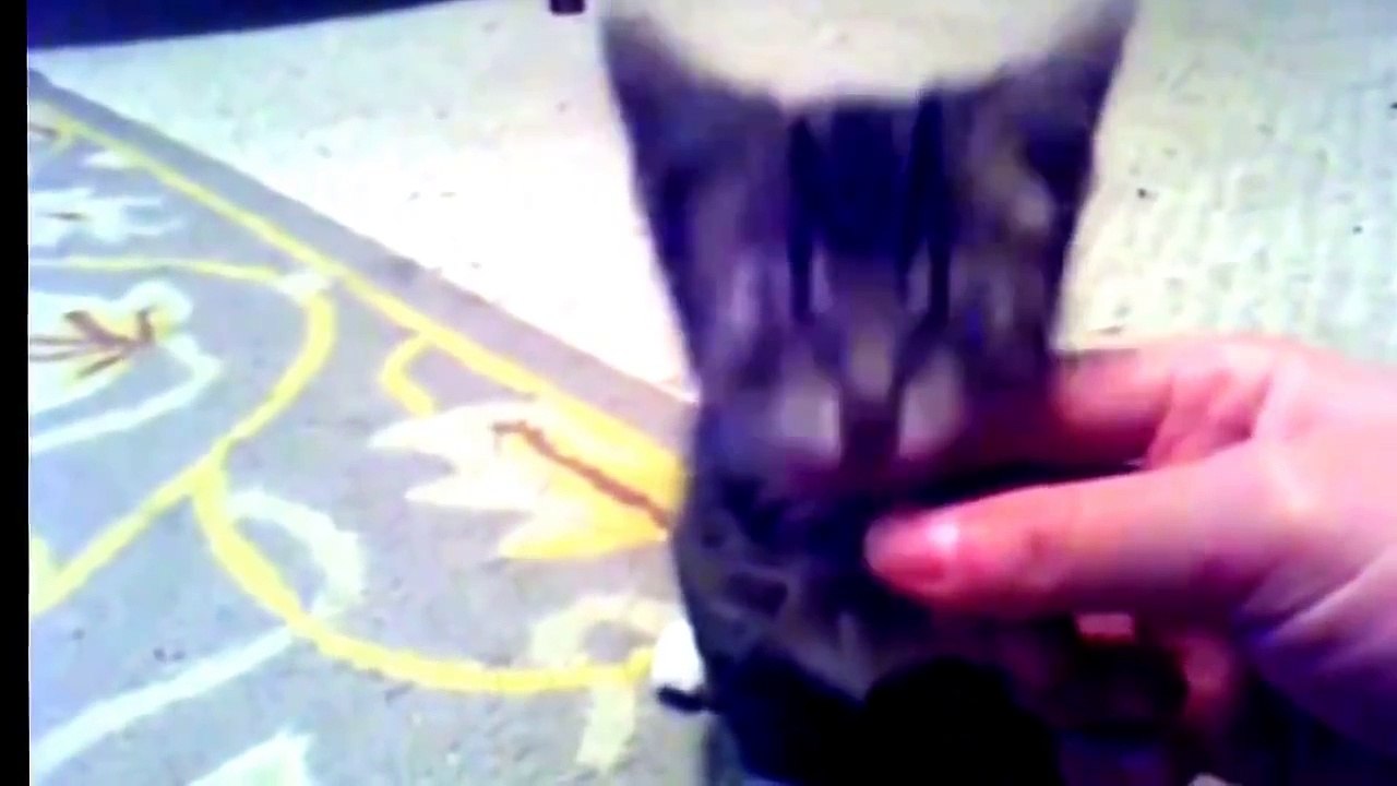 funny baby and dog complication 2016 | try not to laugh | baby funny videos