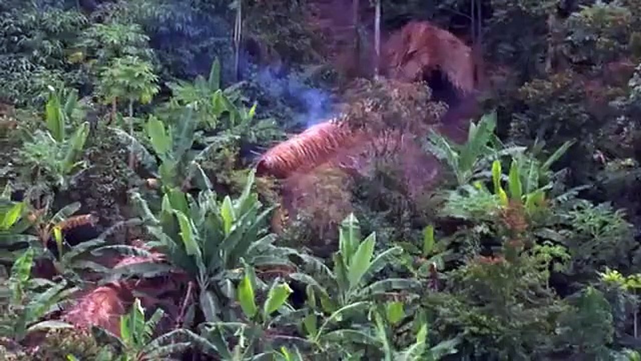 Amazonia