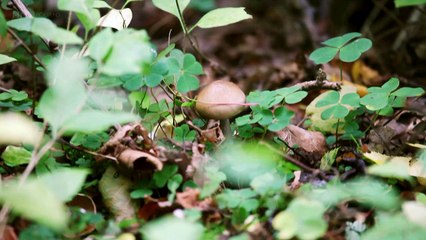 The Magic of Mushrooms