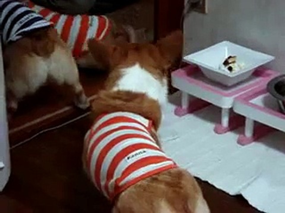 2007/07/02  koyuki's 7th birthday-vol.2