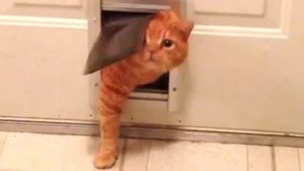 Fat Cat - A Funny Fat Cats vs Doors Compilation __ NEW HD
