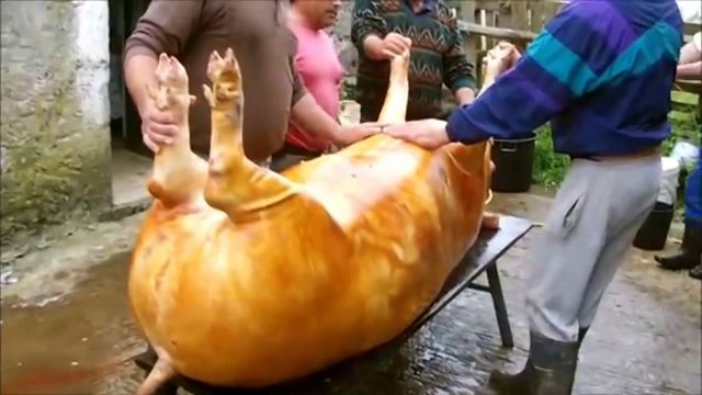 MATANÇA DO PORCO UMA TRADIÇÃO MUITO ANTIGA DA ILHA GRACIOSA E DOS AÇORES