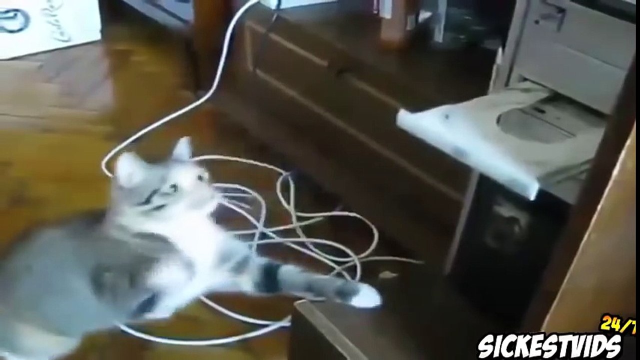 Ultimate Funny Cats Compilation - Funny Cat Videos 2016 (MUST SEE)