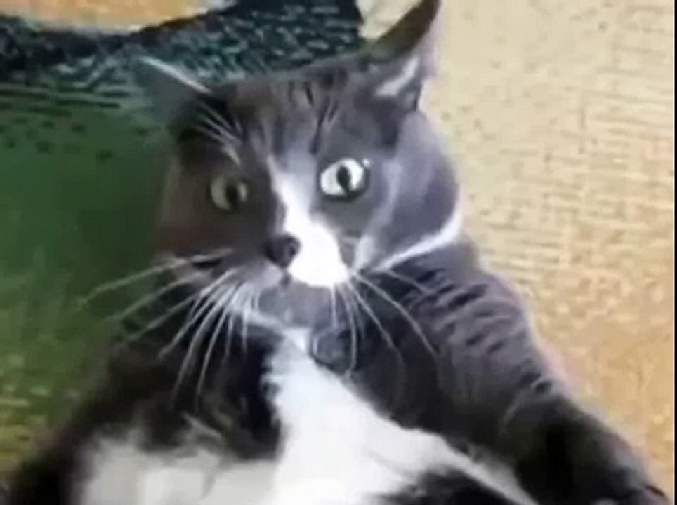Злыдень хвостатый)
