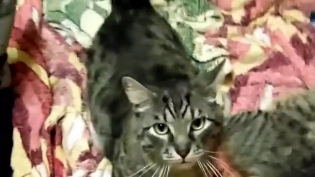 Как кота можно не погладить- Это просто нечто)