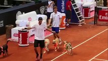 Dogs Entertain As Ball Dogs In Sao Paulo