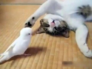 Кошка и попугай два друга.flv