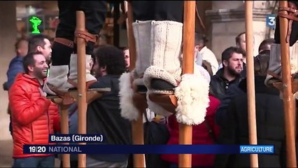 Salon de l'agriculture : à la découverte de la race bazadaise