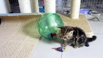 Funny Cats | Cute Kittens and spacecraft ( Kitten in Hamster Ball )