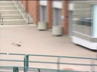 Ducks blown off their feet by the wind