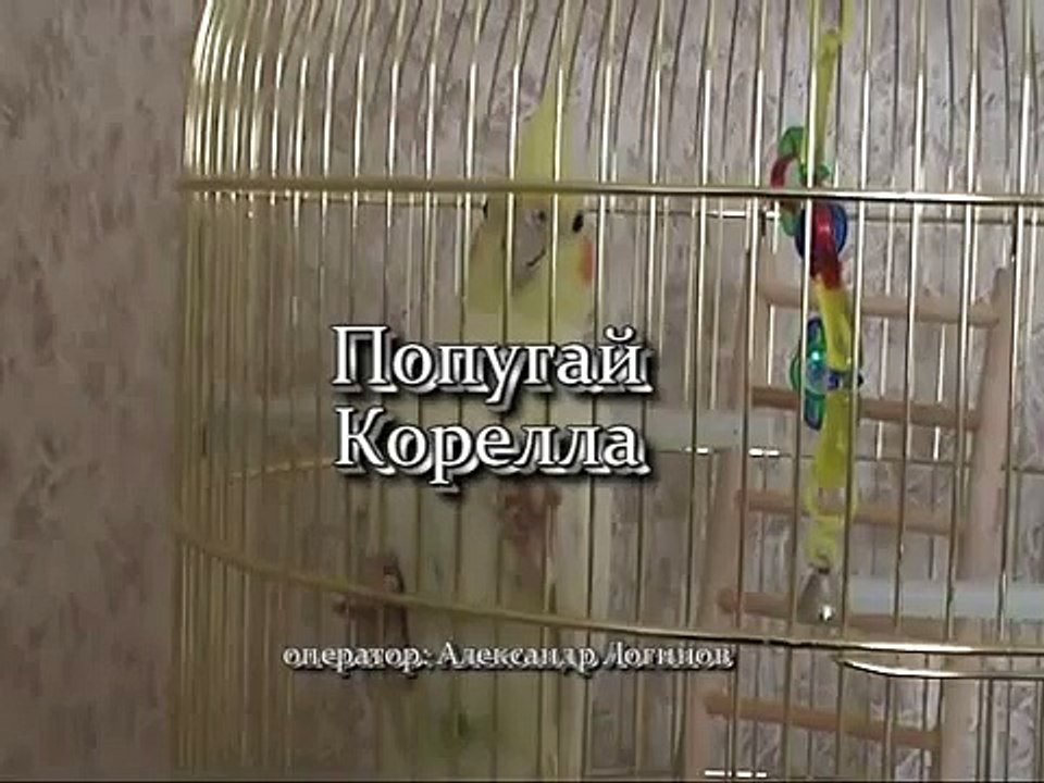 Попугай Корелла