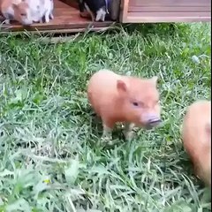 Adorable little piglets...