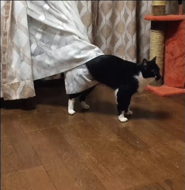 This cat has got herself in serious trouble...