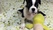 This puppy is seriously confused by the new toy...