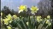 Poetry Presentation-Wordsworths Daffodils