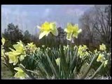 Poetry Presentation-Wordsworths Daffodils