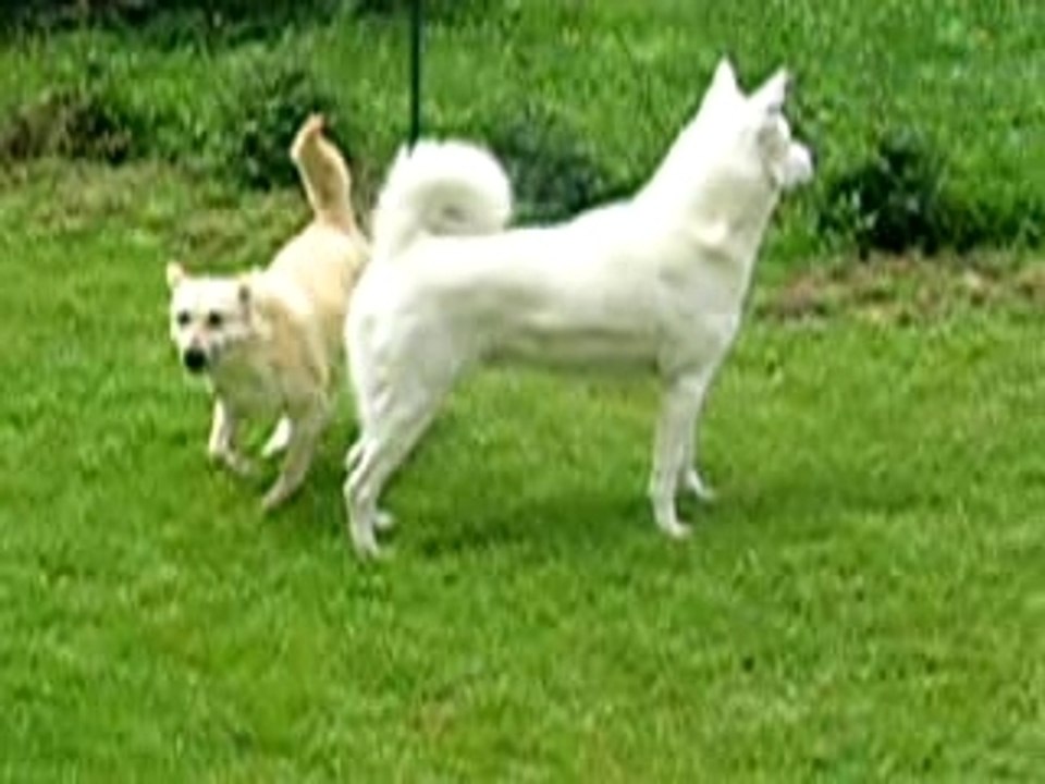 video peela et yosh