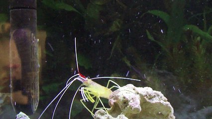 Skunk Shrimp in home tank
