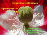 (#5/5) How to Grow Poppies in 5 Stages from Poppy Seed Pod to Flowers