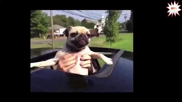 Dog whisperer 2016 Funny dog training free video