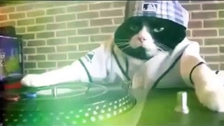 DJ Kitty is back!