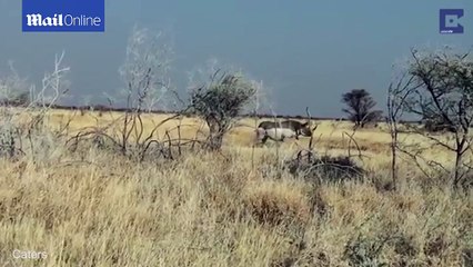 Агрессивный носорог атаковал автомобиль с туристами