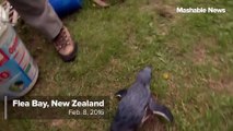 Blind penguin learns how to swim