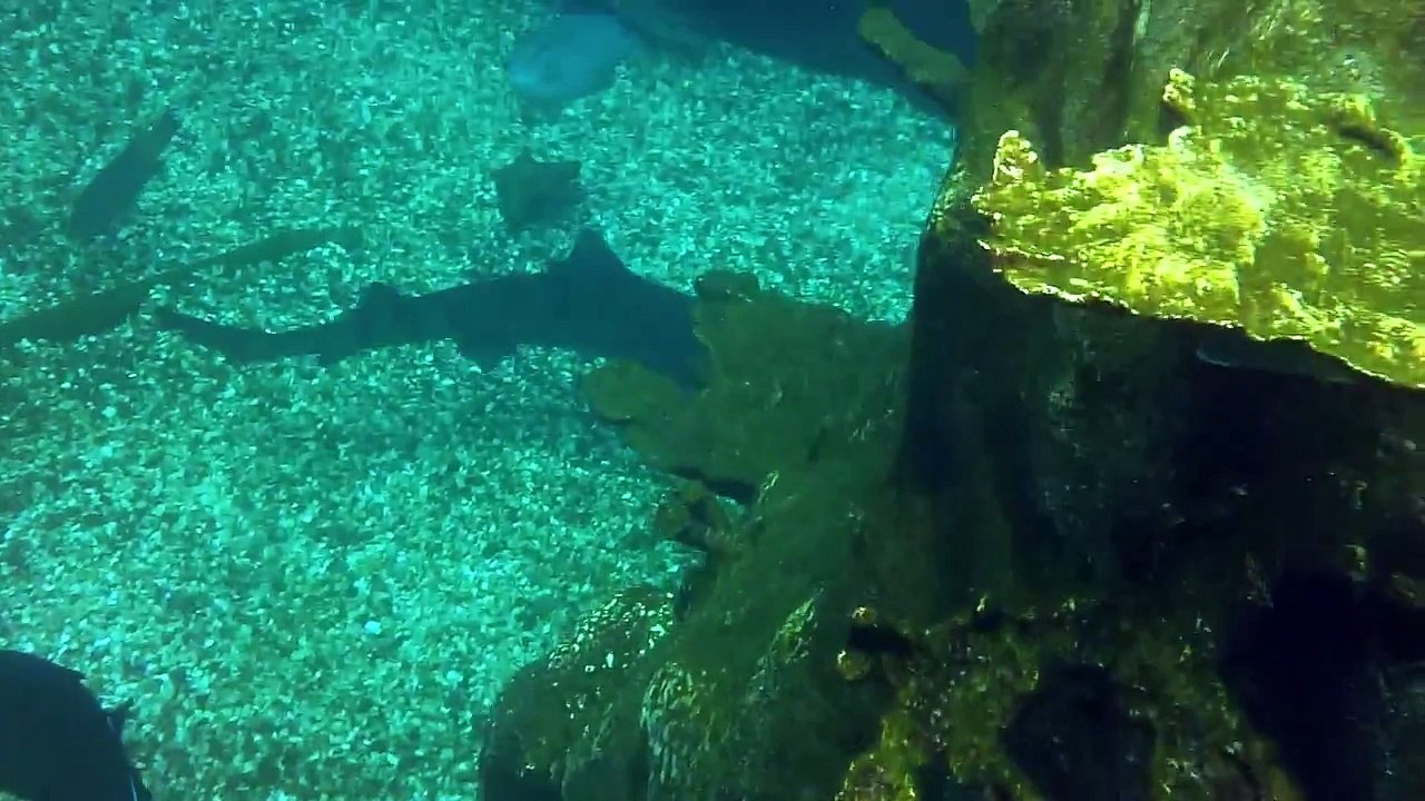 Disneys Typhoon Lagoon Shark Tank