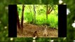 funny videos Japan & World♥面白い動画ch Tiger vs Monkey funny animals funny compila