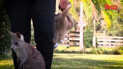 Cute Cub Kindergarten: Tigers’ Unusual Friends