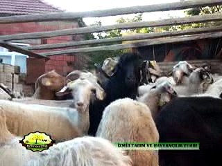 259 İzmir tarım ve hayvancılık fuarı