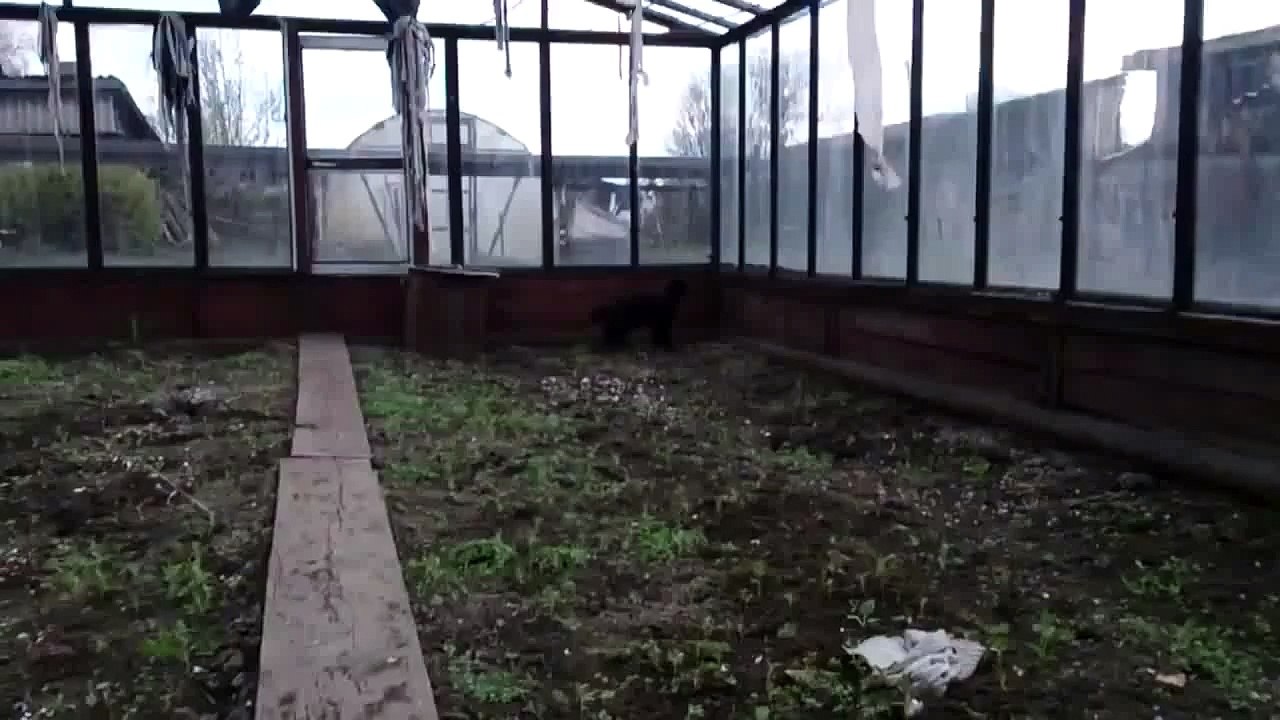 My cat is crazy