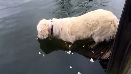 Ekmeği Yem Olarak Kullanıp Ağzıyla Balık Tutan Zeki Köpek